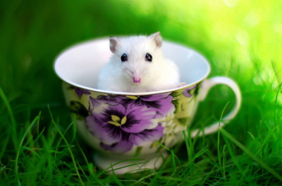 励志说说带图片:累了想想灰太狼,想想光头强。