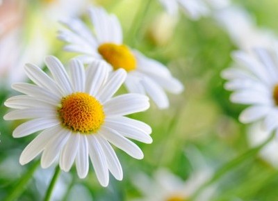 QQ空间精品心情短语:红颜无罪,只是太美